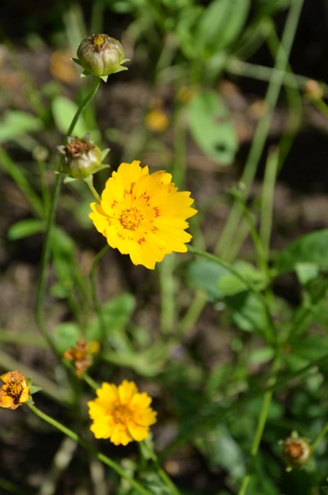 Coreopsis picta 'Be-Bop' (2)